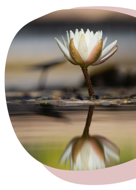 Fleur de lotus se reflétant sur l'eau